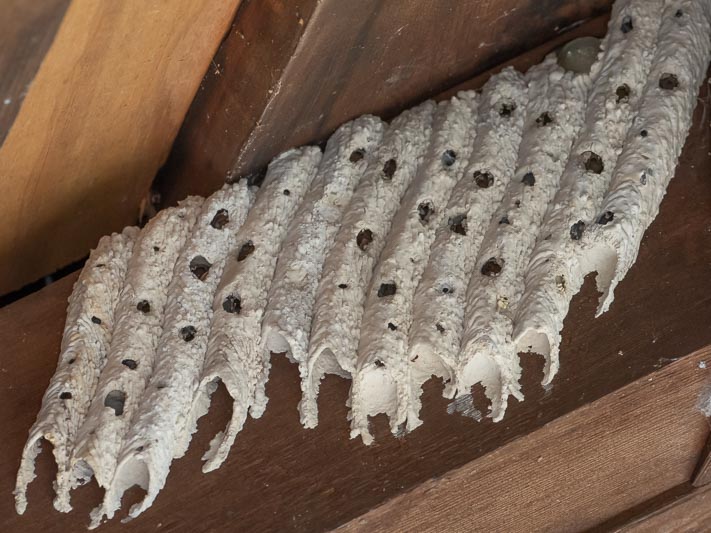 Trypoxylon politum (Organ Pipe Mud Dauber).jpg